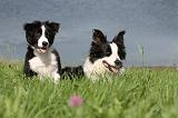 BORDER COLLIE 720
